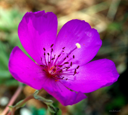 Delicadeza