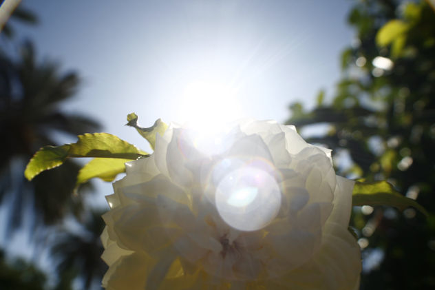 flores