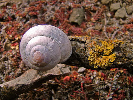 Naturaleza muerta