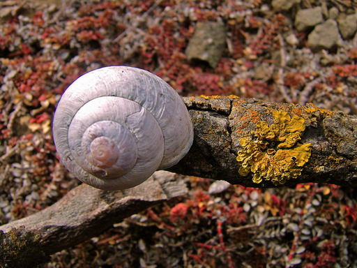 Naturaleza muerta 