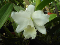 Orquídea Blanca