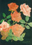 Rosas