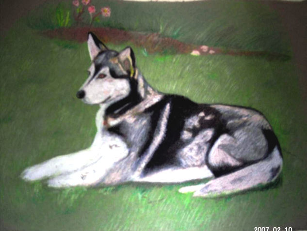 Huskey Siberiano Oil Canvas Landscaping