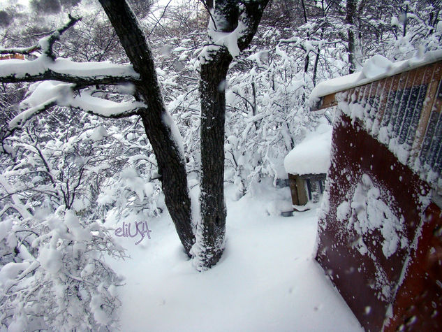 Mi Nieve, mi casa, mi árbol Naturaleza Color (Digital)