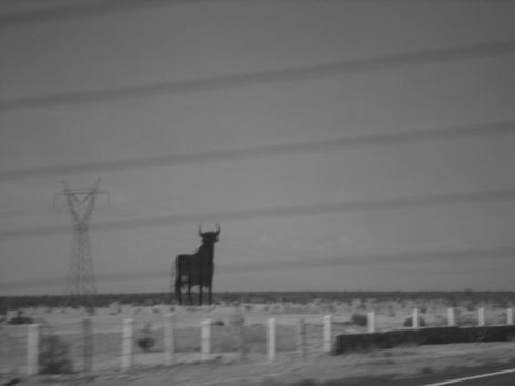 Torito