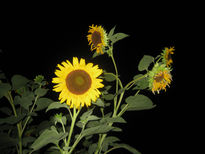 Girasoles