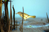 Canario de manglar