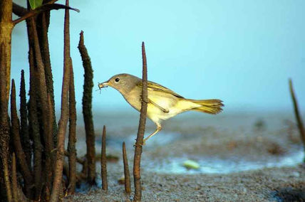 Canario de manglar