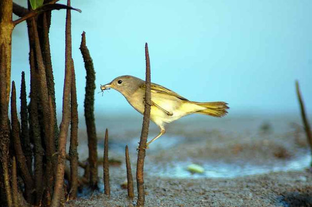 Canario de manglar