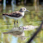 Natura thumbnail 1