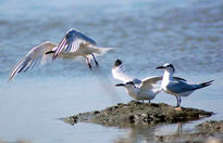 Gaviotas