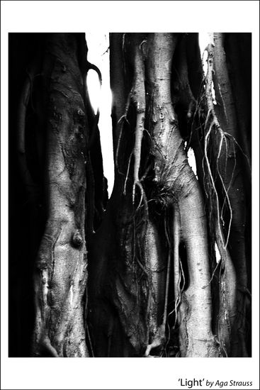 Light Naturaleza Blanco y Negro (Digital)