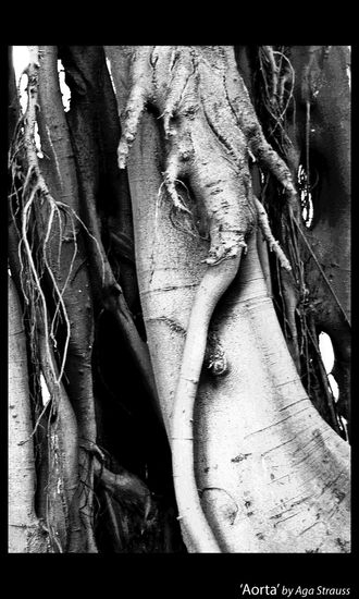 Aorta de un arbol Naturaleza Blanco y Negro (Digital)