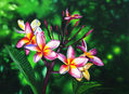 PLUMARIAS BENAMOCARRA