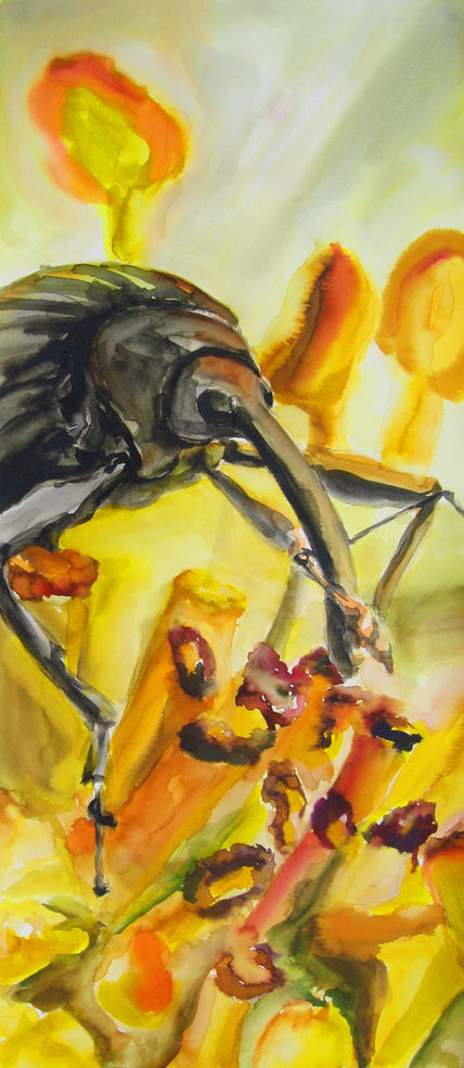 Coleoptera #11