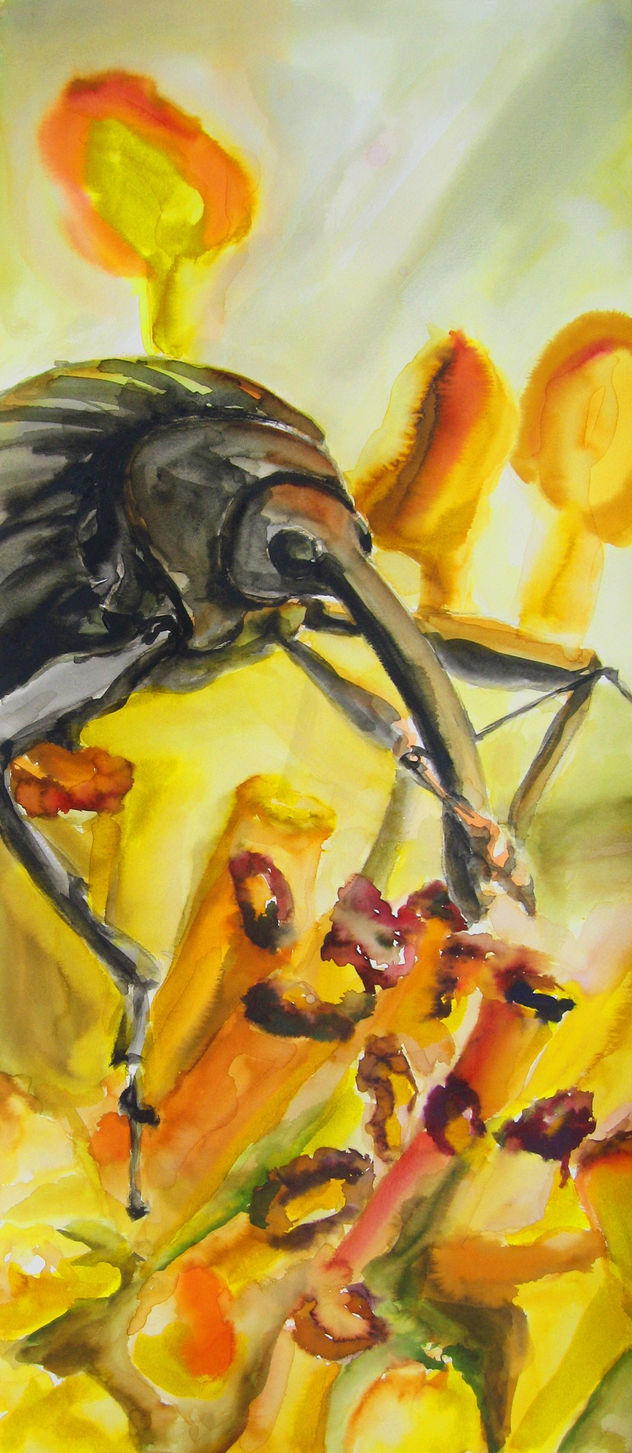 Coleoptera #11