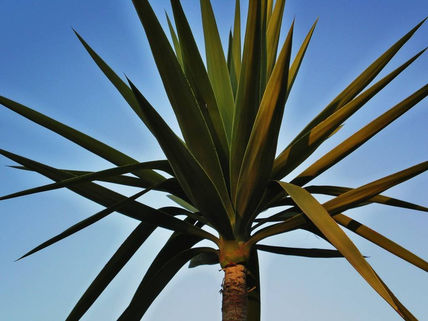 Naturaleza