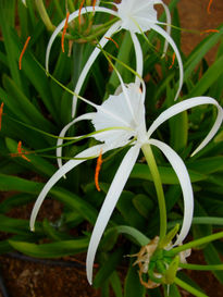 Flor exotica