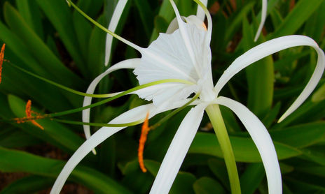 Flores