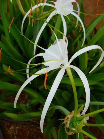 Flor exotica 