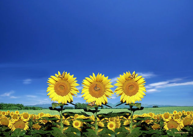 FLORES DEL SOL 3