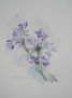 AGAPANTHUS