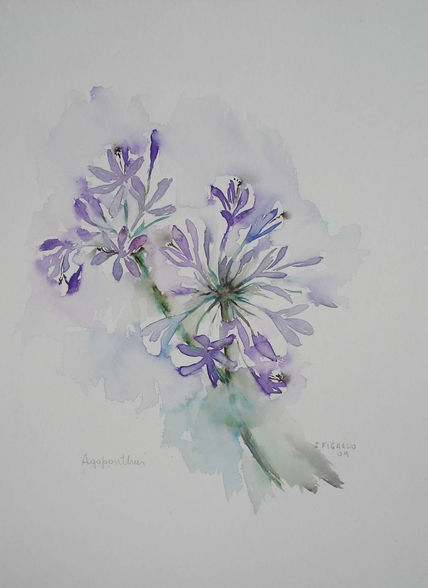 Agapanthus