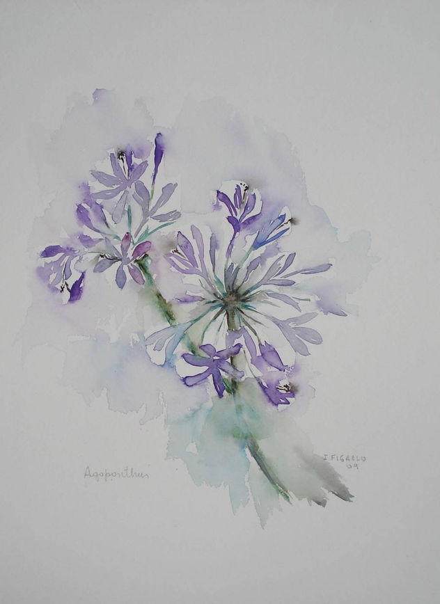 AGAPANTHUS