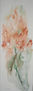 KNIPHOFIAS