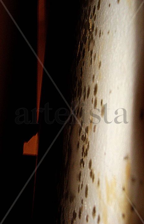 Pared