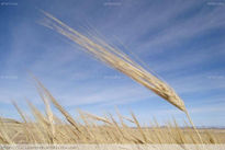 Pelos al viento