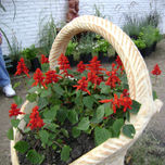 COLECCIÓN DE FLORES AL NATURAL thumbnail 1
