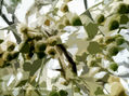 NATURALEZA AEREA (sesie naturaleza)  Nature Air (Nature series)