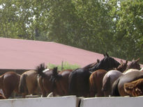 "caballos esperando"