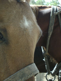 "hermosos caballos"