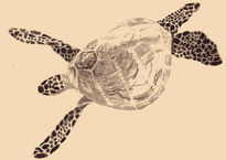 Tortuga