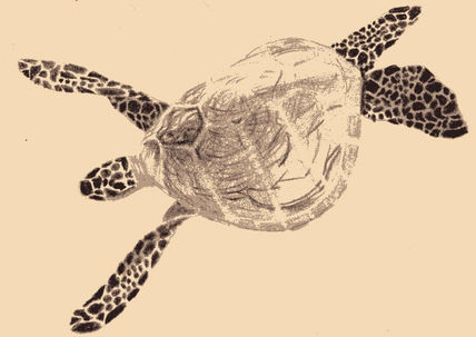 Tortuga