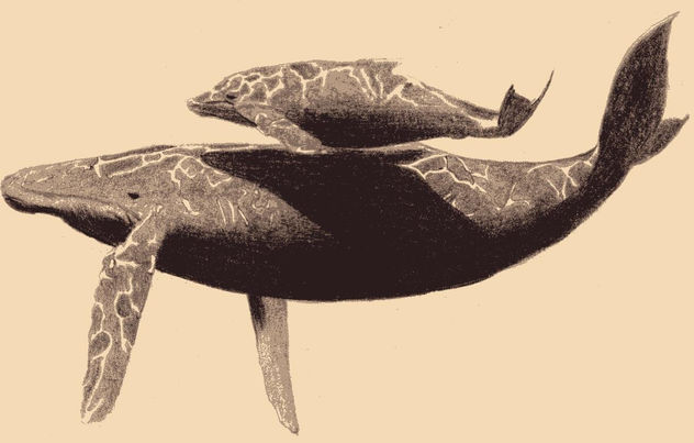 Ballenas Jorobadas