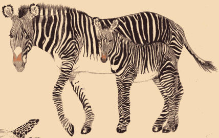 Zebras