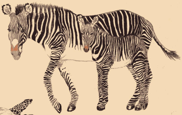 Zebras