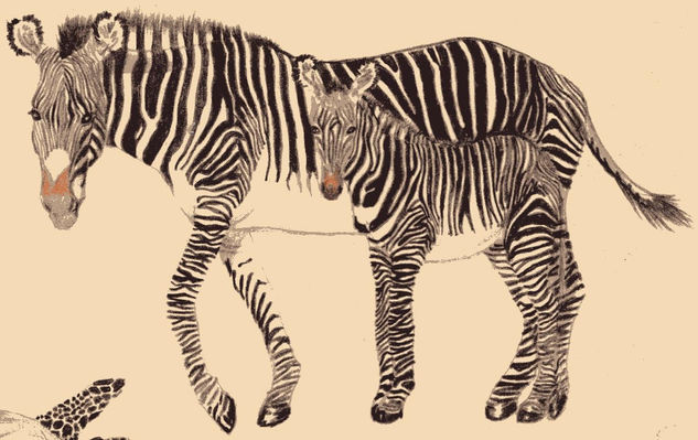 Zebras 