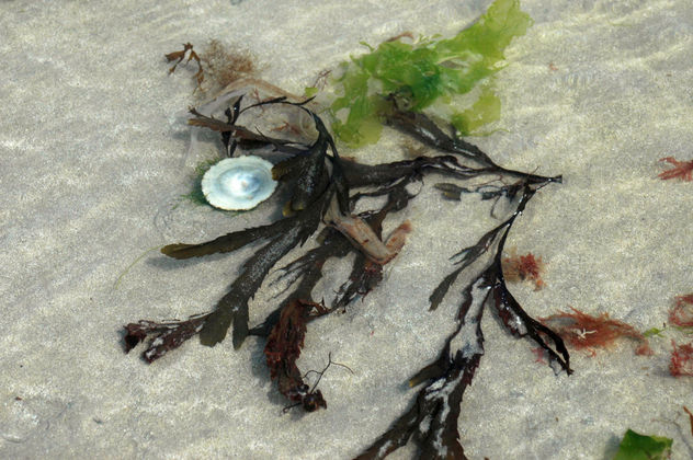 Sea Collage/Collage de Mar