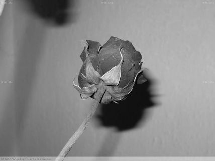 Rosa negra