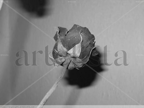 Rosa negra