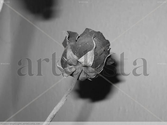 ROSA NEGRA