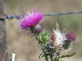 FLOR DE CARDO