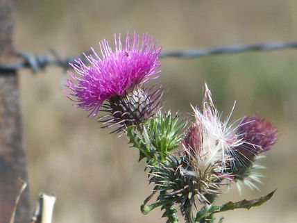 Flor de cardo