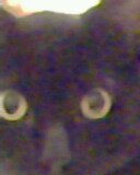 "NEGRO DE OJOS DORADOS"