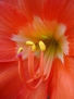florlirio