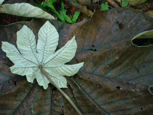 yagrumo Nature Color (Digital)